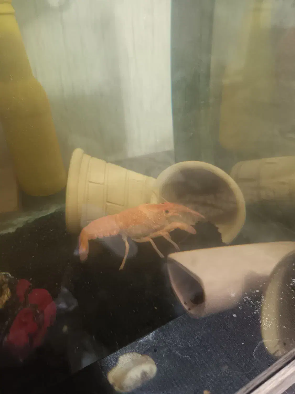 لابستر|خزنده|اصفهان, بهارستان|دیوار