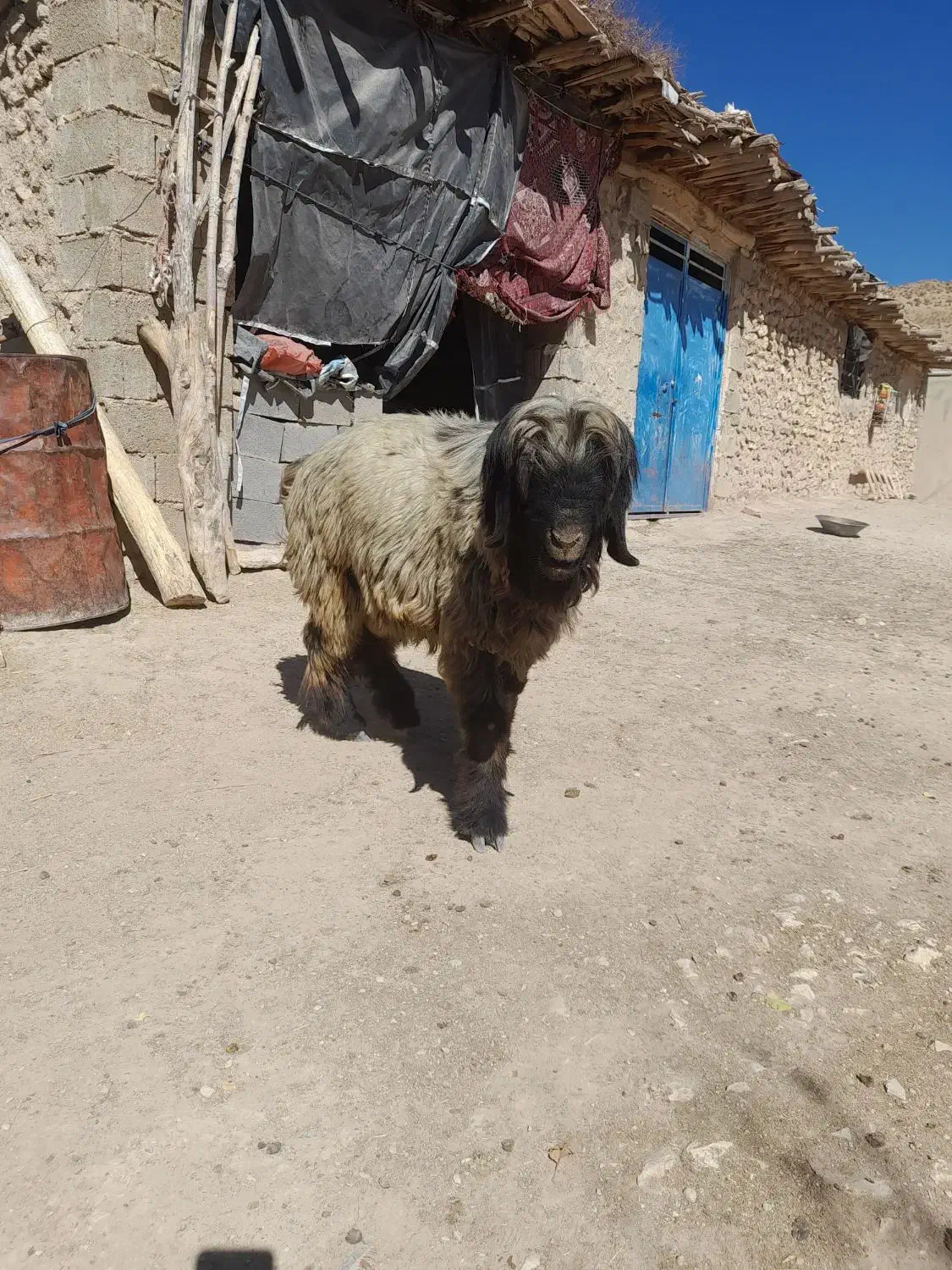 قوچ|حیوانات مزرعه|همایجان, |دیوار