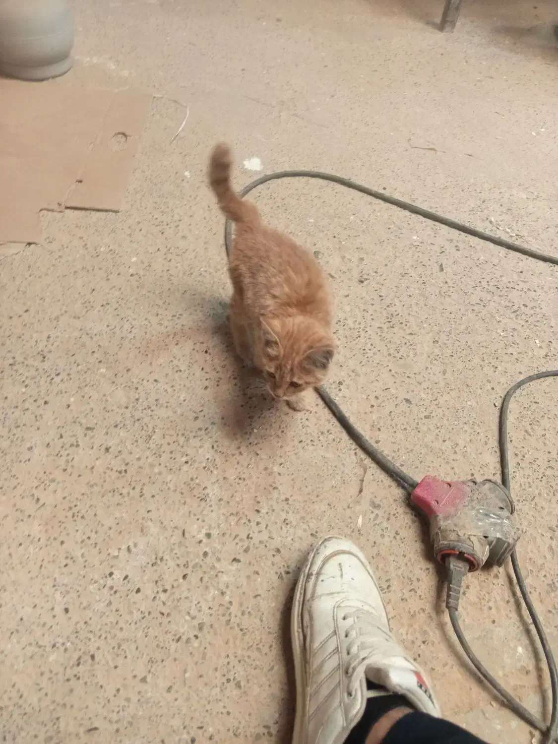 بچه گربه|گربه|ورامین, ورامین|دیوار