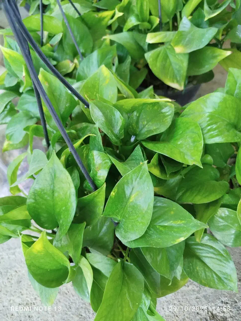 گلسرای نفتک|گل و گیاه طبیعی|مسجد سلیمان, |دیوار