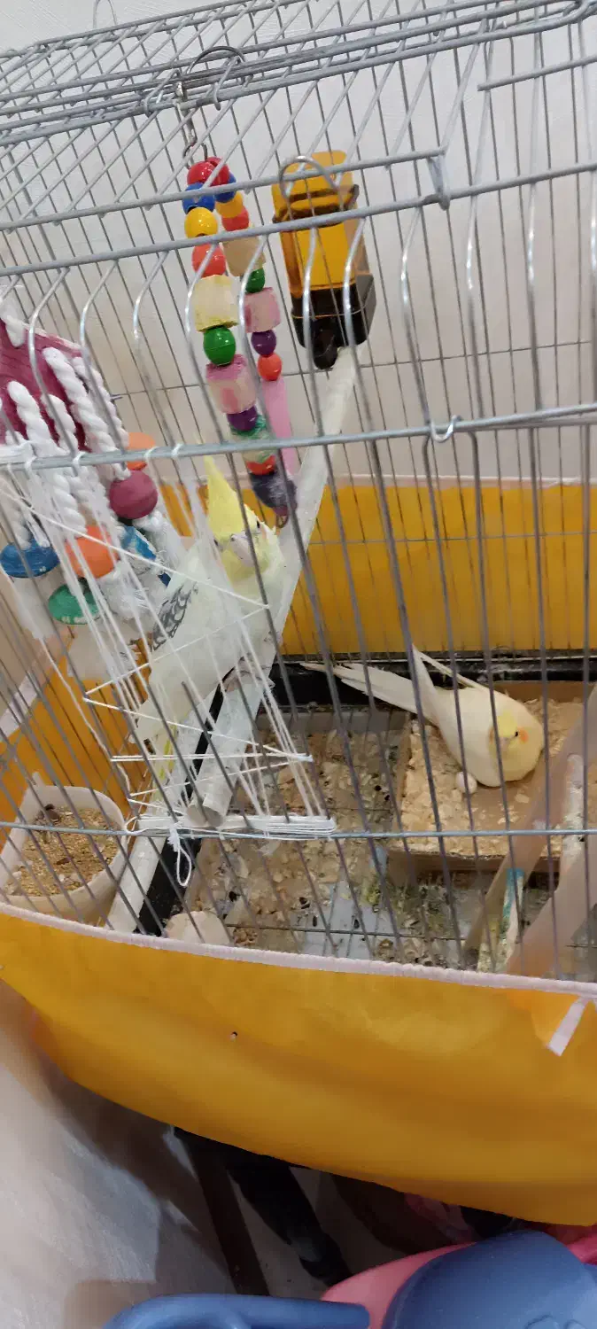 طوطی عروس مولد|پرنده|ابهر, |دیوار