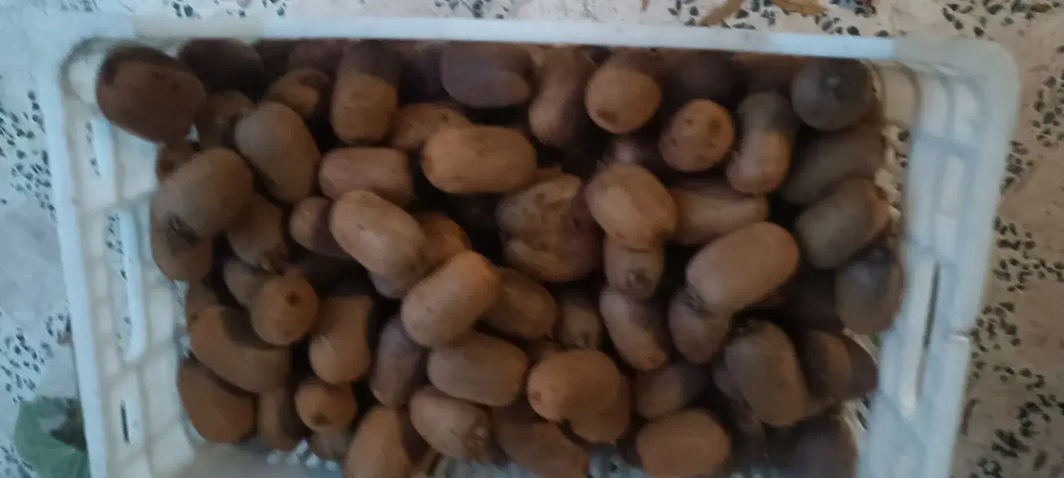 پرتقال خونی ونارنج و کیوی|خوردنی و آشامیدنی|قائم‌شهر, |دیوار