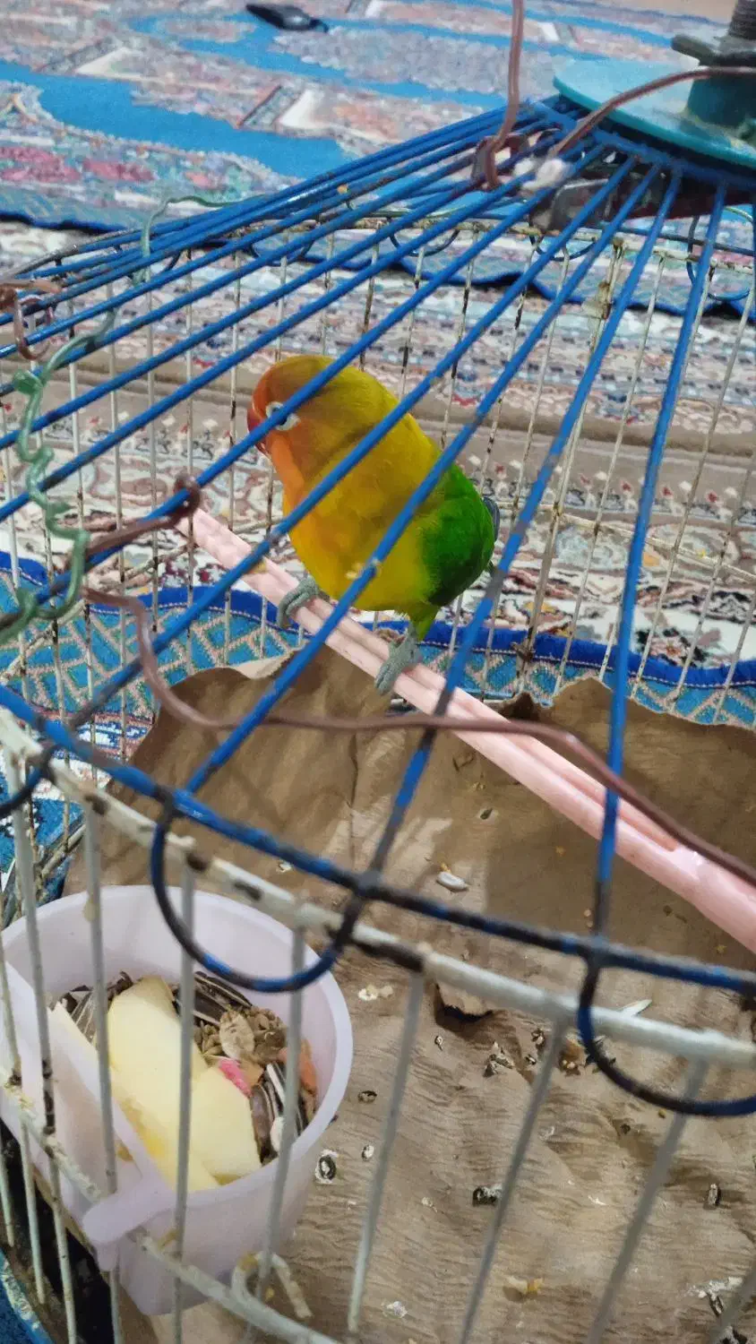 طوطی  برزیلی خوشگل ناز|پرنده|نهاوند, |دیوار