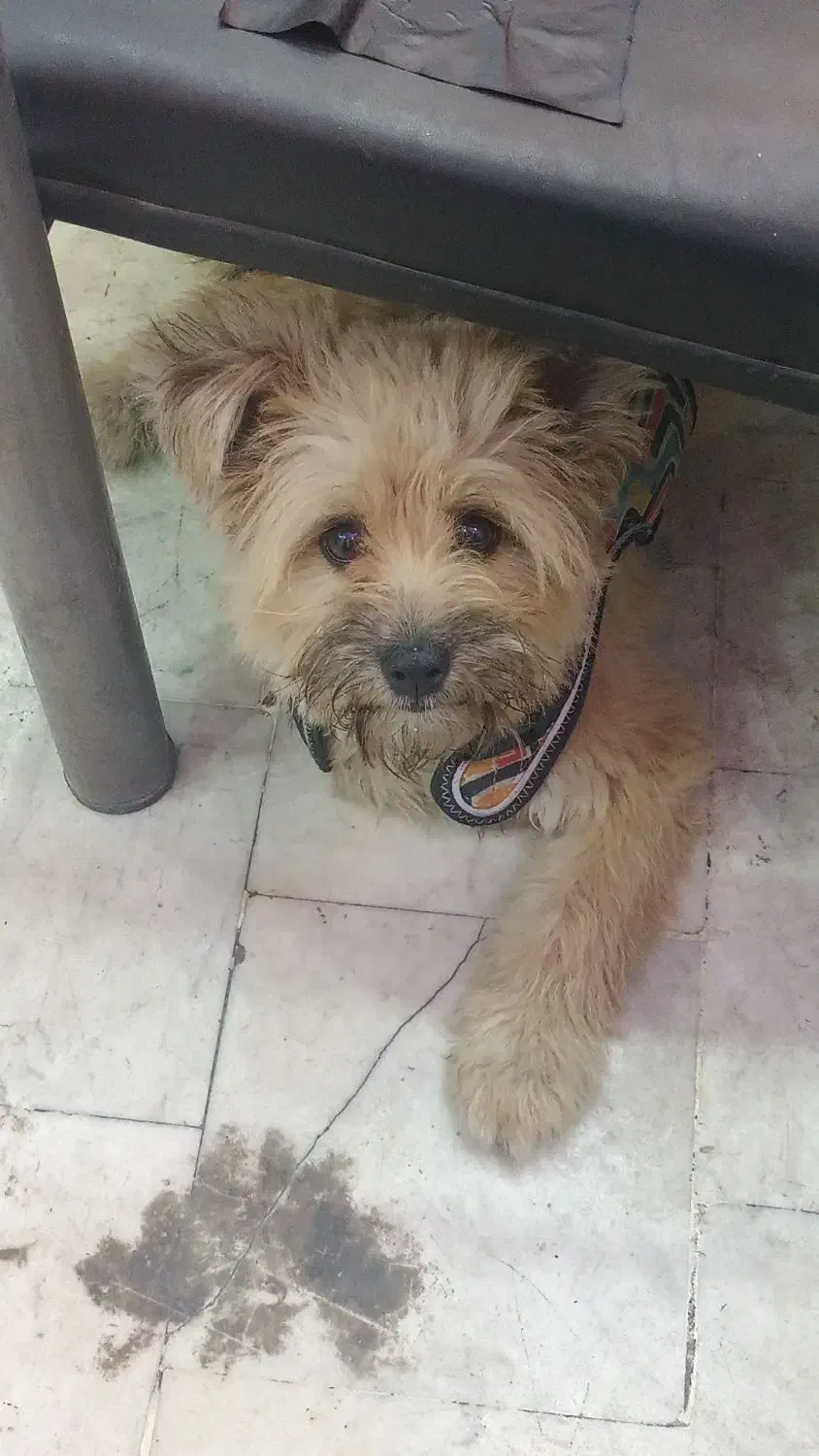 کوچولو|سگ|گرگان, |دیوار