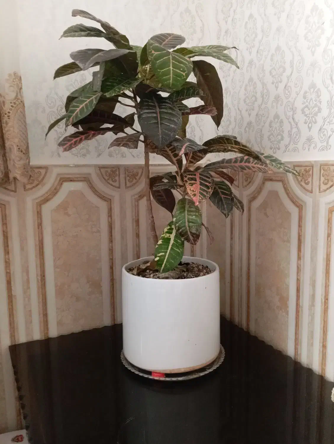 گل طبیعی بزرگ|گل و گیاه طبیعی|سبزوار, شرق کال شمالی|دیوار