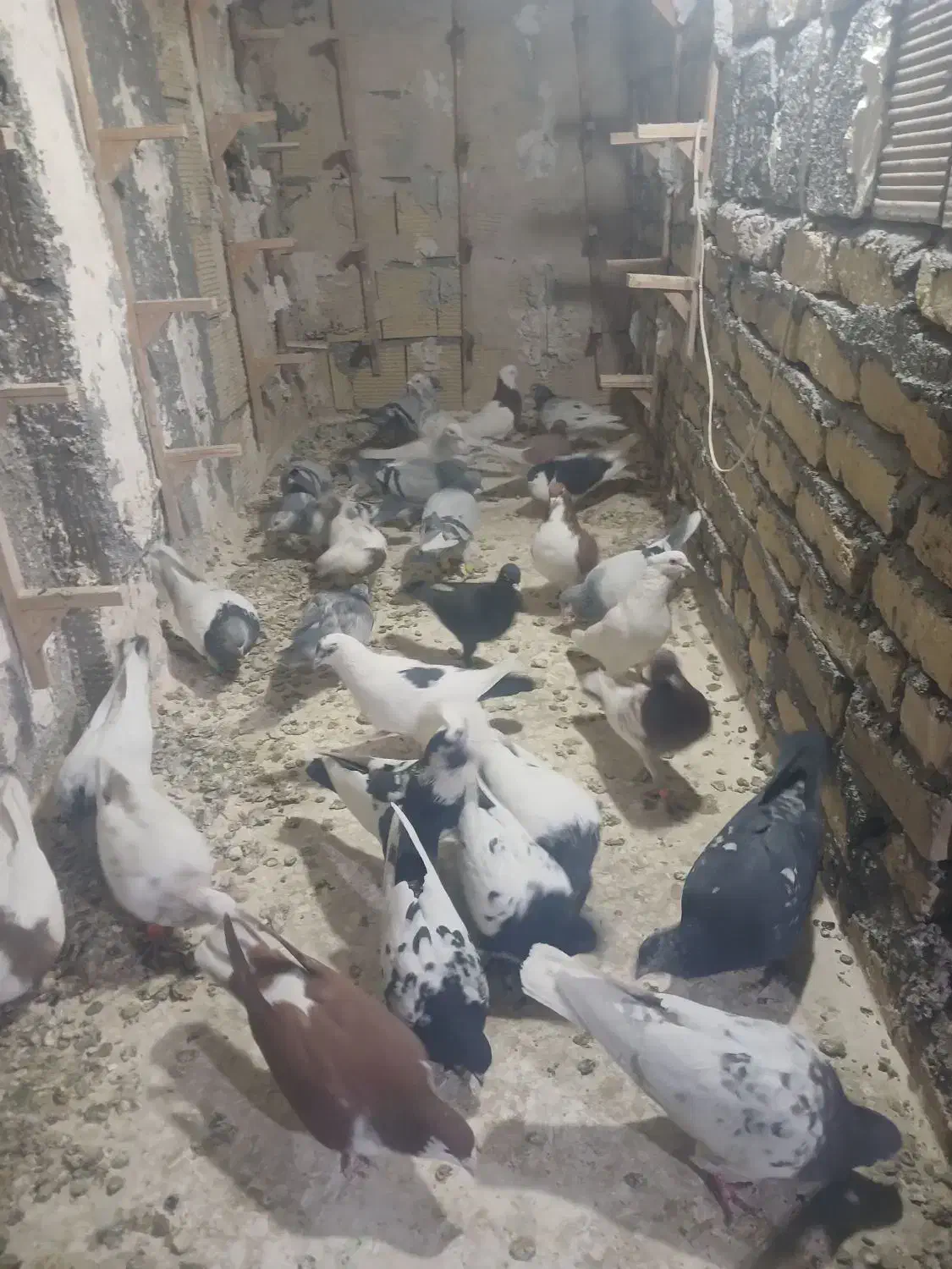 ۳۰ عدد کفتر بوم|پرنده|مشهد, نوید|دیوار