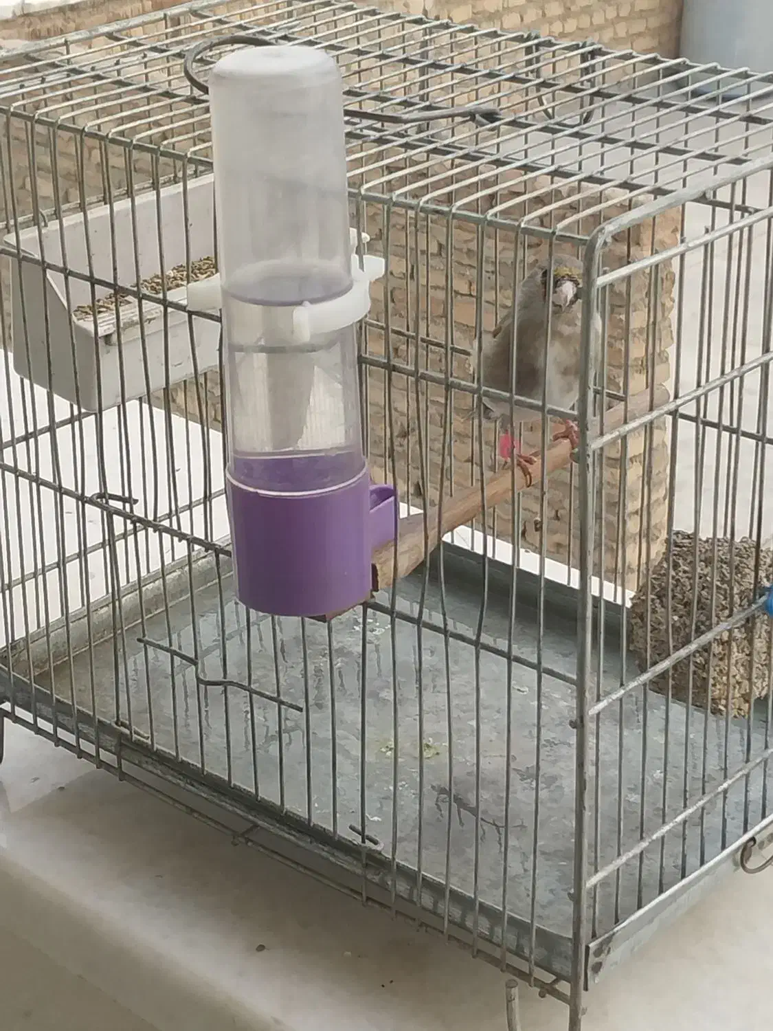 سهره سهر ماد|پرنده|اصفهان, شمس آباد|دیوار