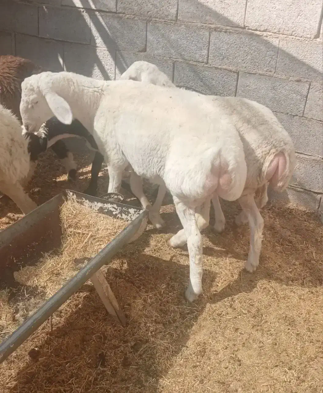 بره قوچی چینی سفید عروسک|حیوانات مزرعه|سیرجان, |دیوار