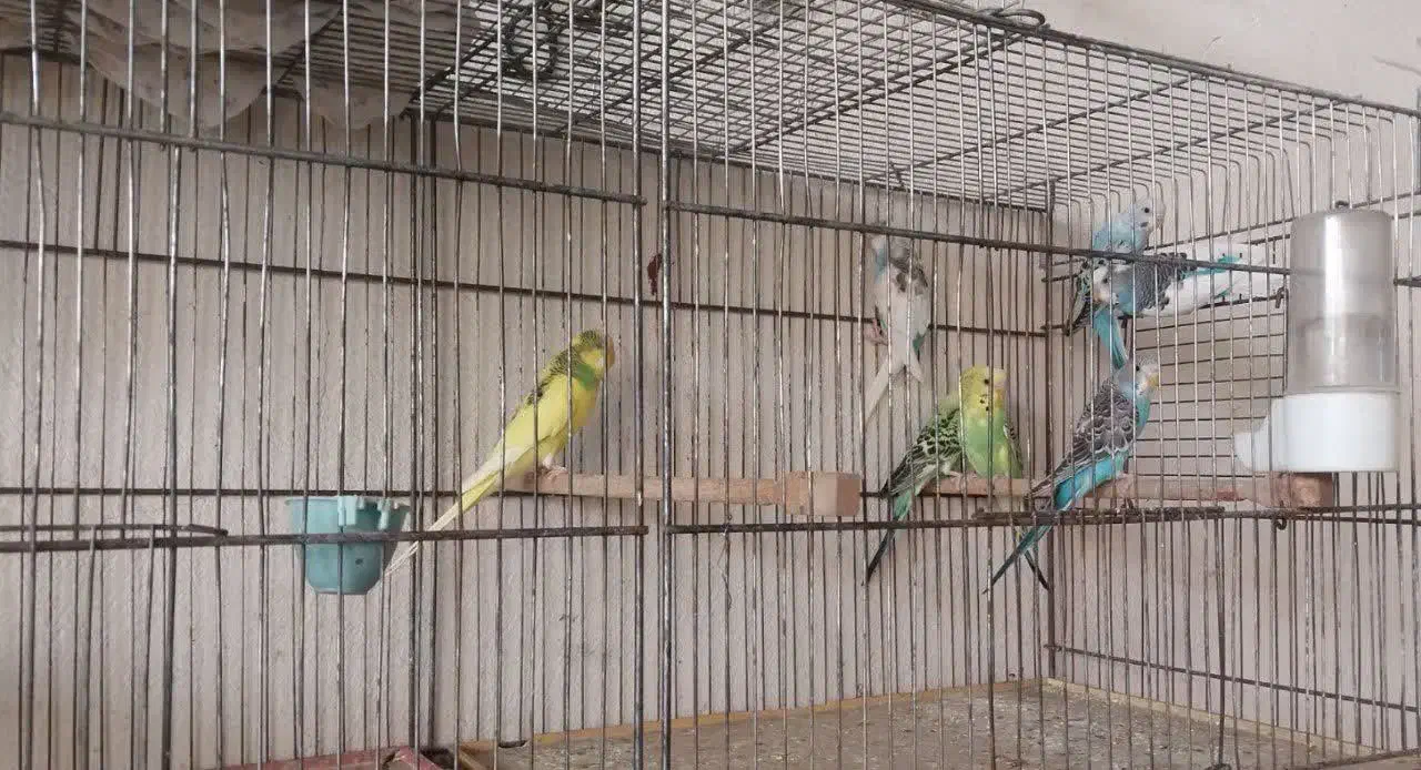 مرغ عشق|پرنده|گلپایگان, |دیوار