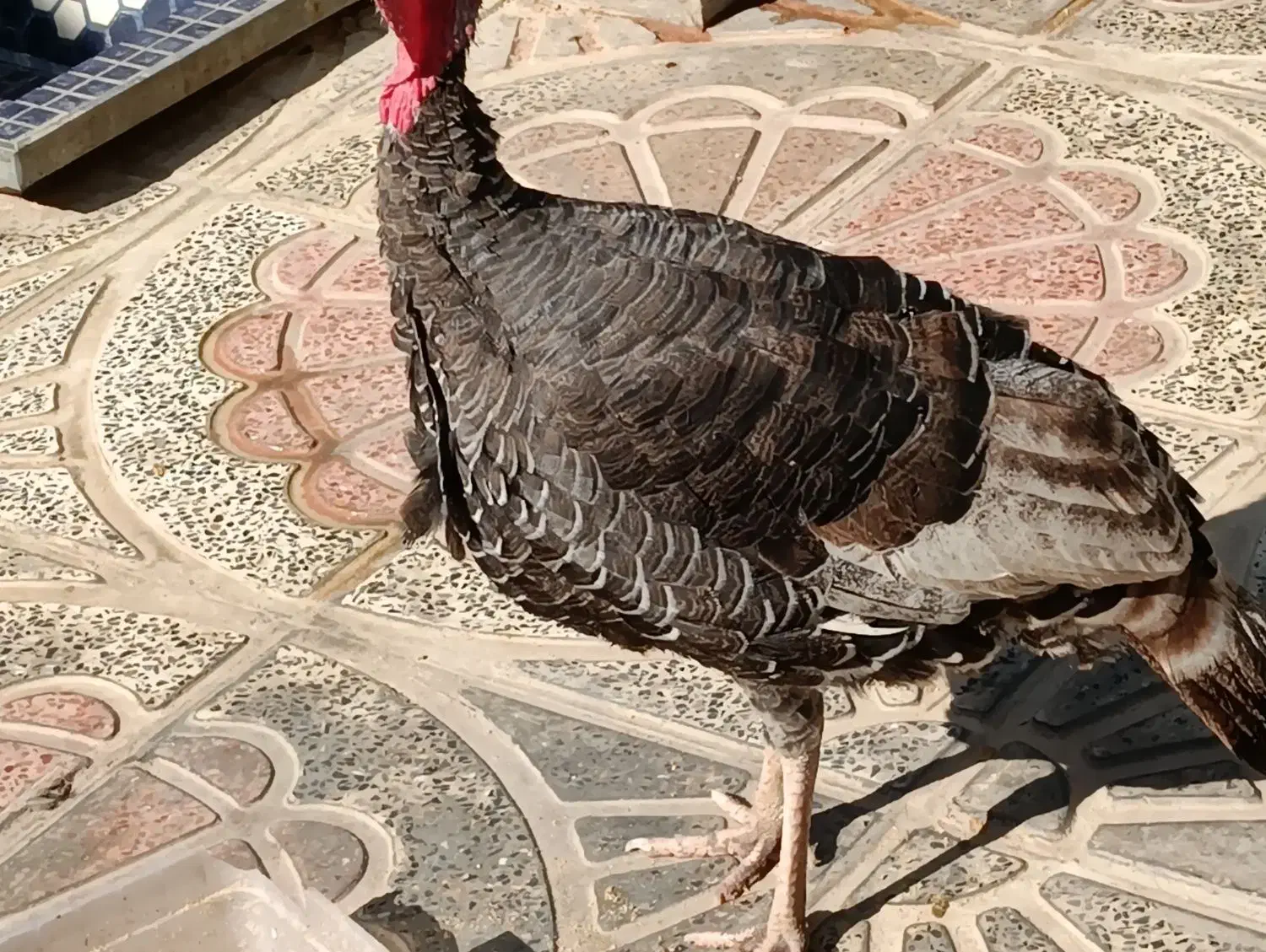 یک عدد بوقلمون نر محلی|حیوانات مزرعه|شیراز, کفترک|دیوار