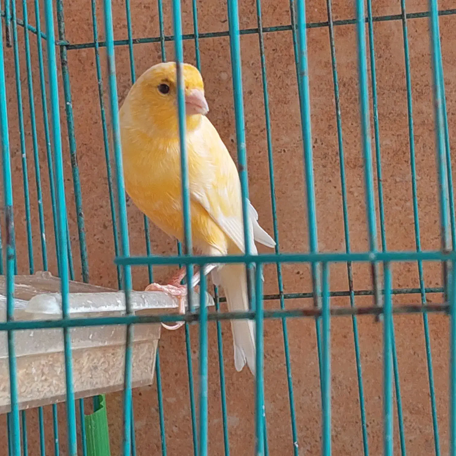 قناری نر|پرنده|خورموج, |دیوار