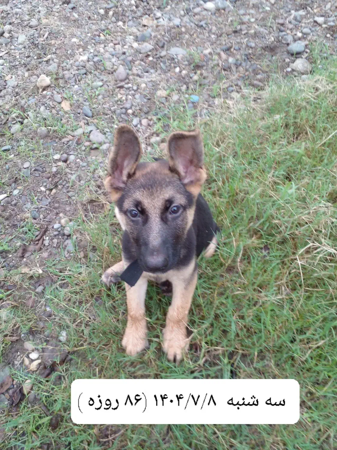 توله سگ ژرمن اصل ( نر ) ۸۸ روزه|سگ|لاهیجان, خمیر کلایه|دیوار