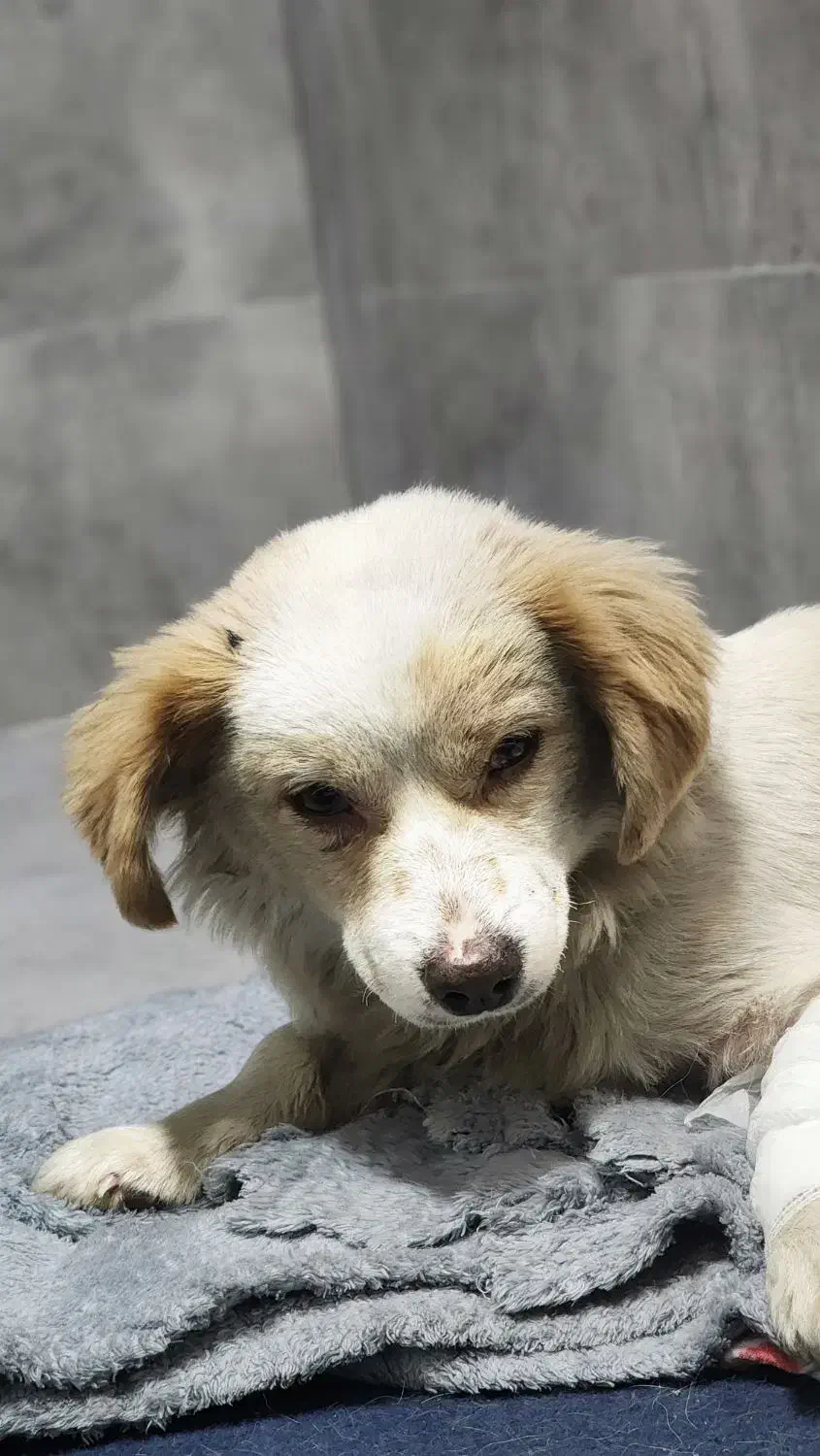 سگ پیدا شده|حیوانات|تنکابن, |دیوار