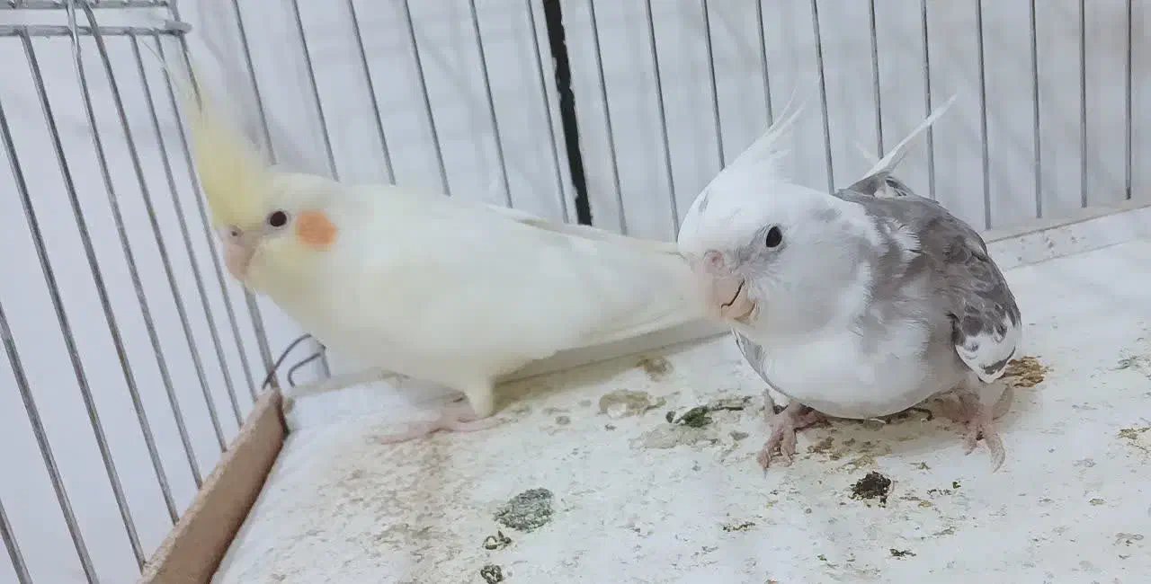 عروس هلندی به همراه دو جوجه ۲۰ روز ه|پرنده|بن, |دیوار