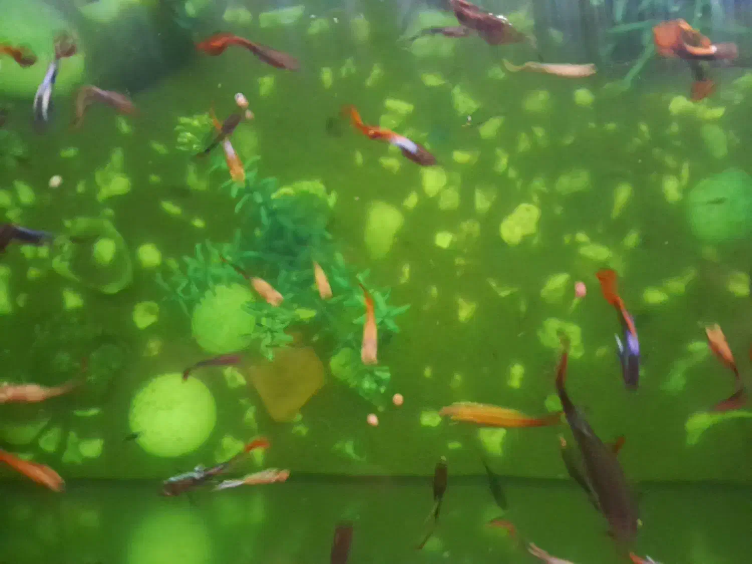 ماهی کوپی|ماهی|مشهد, نوید|دیوار