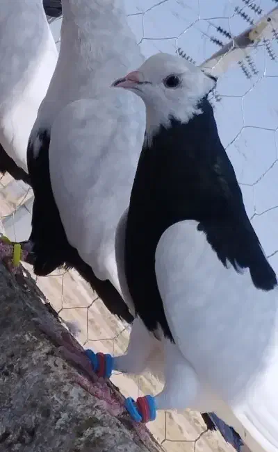 شهری گل دار  وطوقی|پرنده|شیراز, کاراندیش|دیوار