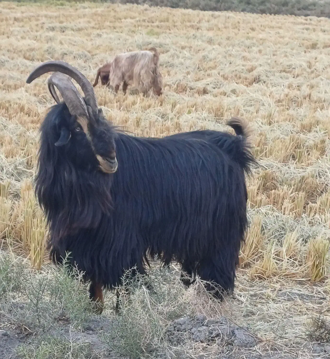 پازن ترکی|حیوانات مزرعه|رستم, |دیوار