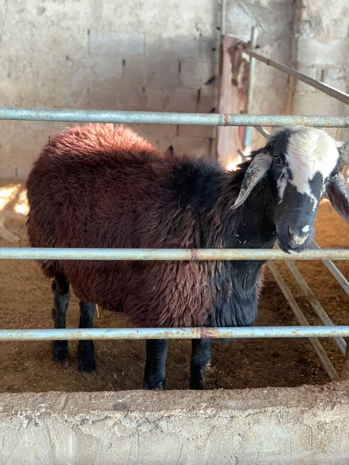 قوچ همو|حیوانات مزرعه|بابل, |دیوار