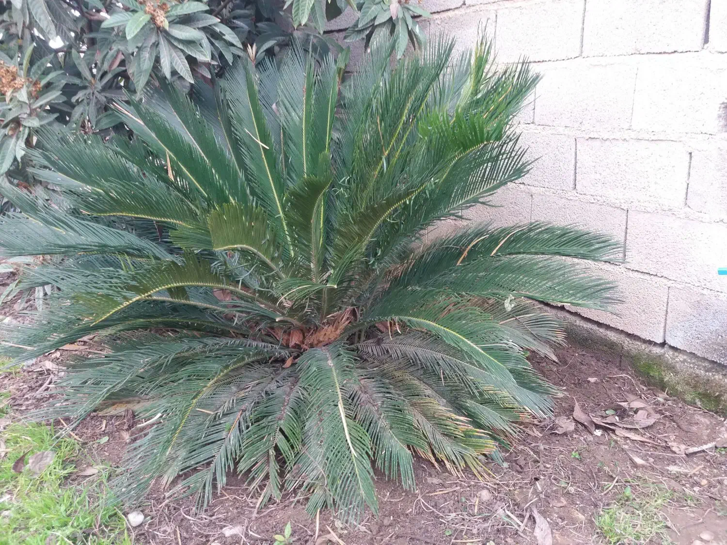 سیکاس 9 ساله|گل و گیاه طبیعی|سنگدوین, |دیوار