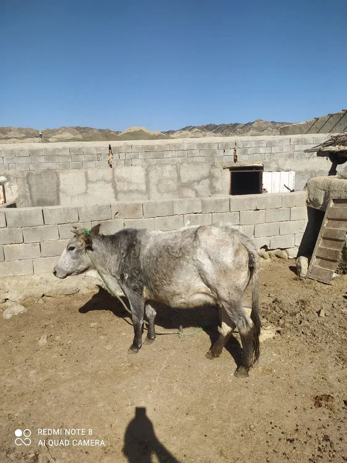 گاو آبستن|حیوانات مزرعه|راز وجرگلان, |دیوار