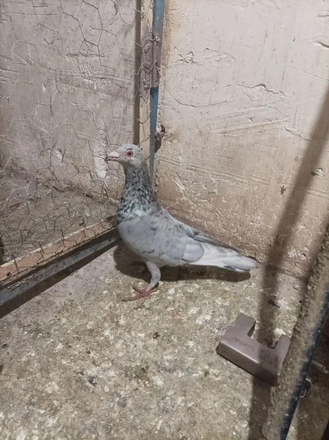 کفتر|پرنده|محمدیه-قزوین, |دیوار