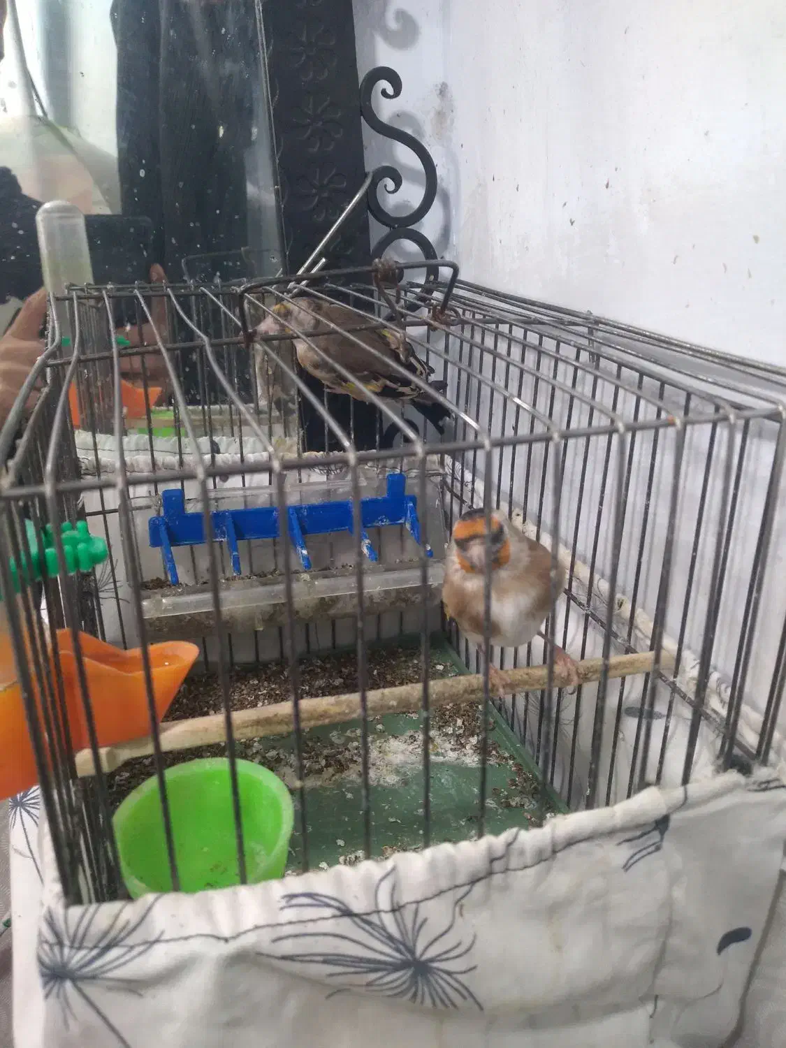 سهره معاوضه|پرنده|تهران, گلاب دره|دیوار