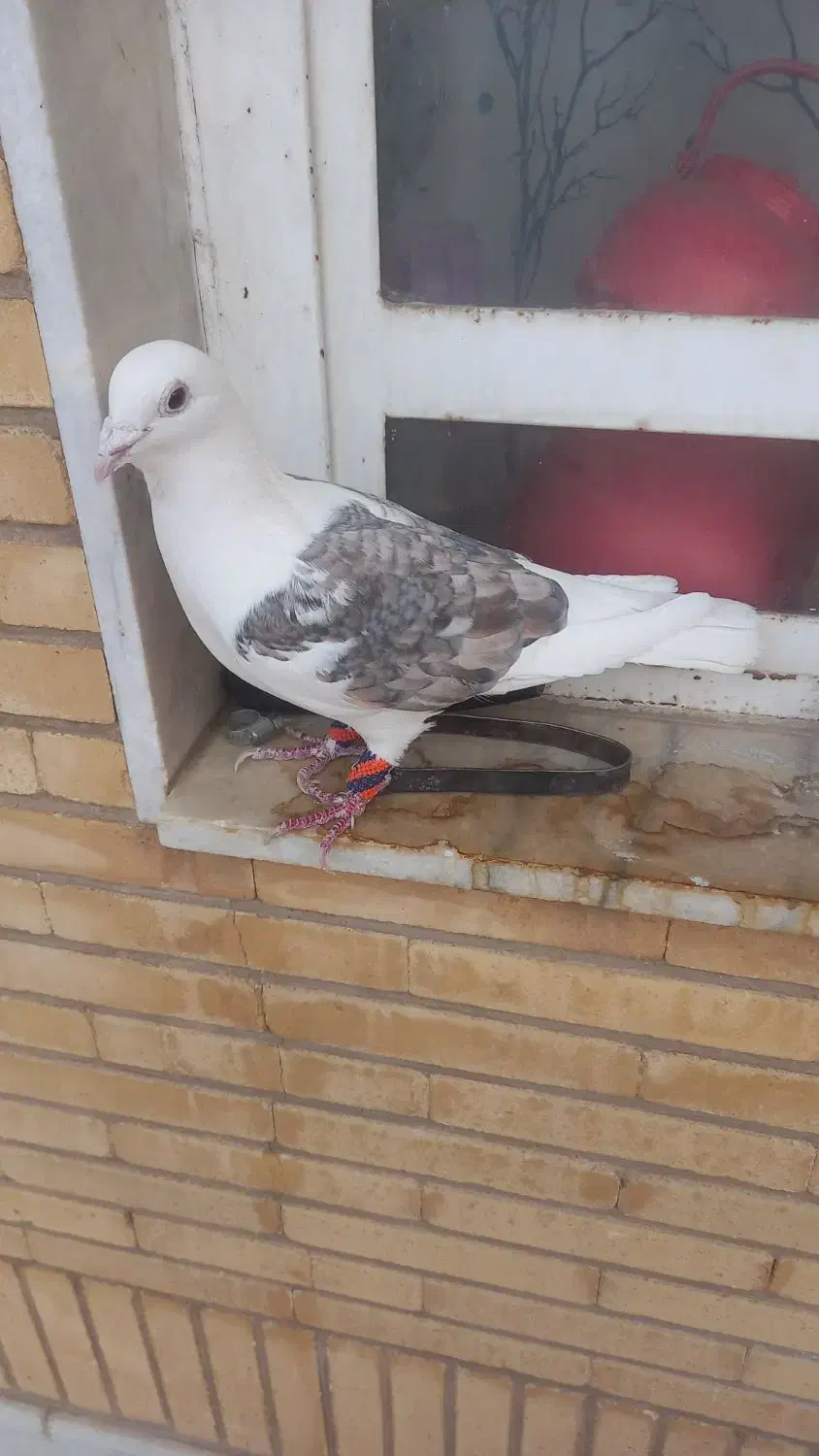 کفتر پشتی آلمانی|پرنده|شیراز, قدوسی شرقی|دیوار