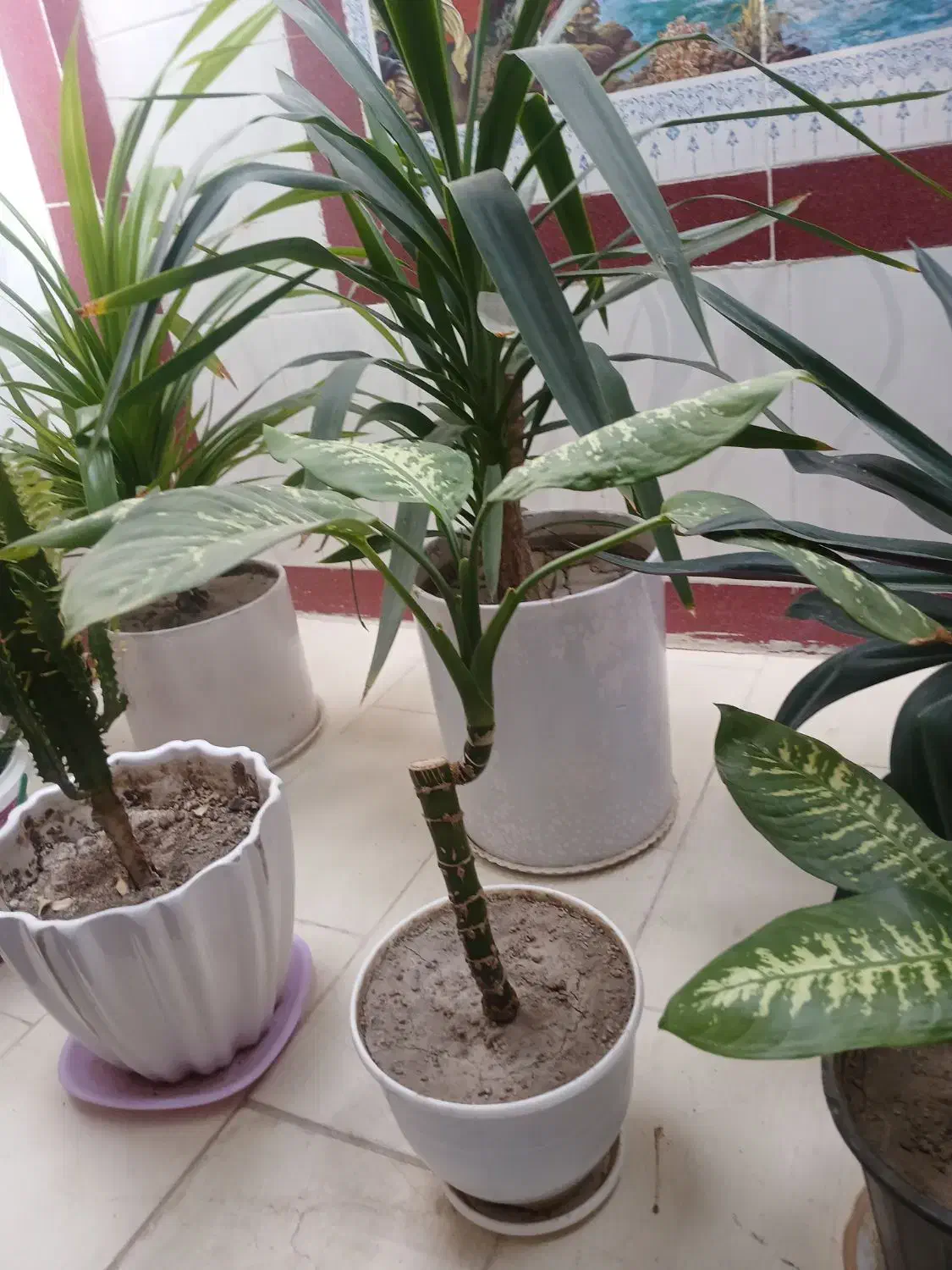 گلهای سرحال وشاداب.|گل و گیاه طبیعی|نورآباد ممسنی, |دیوار