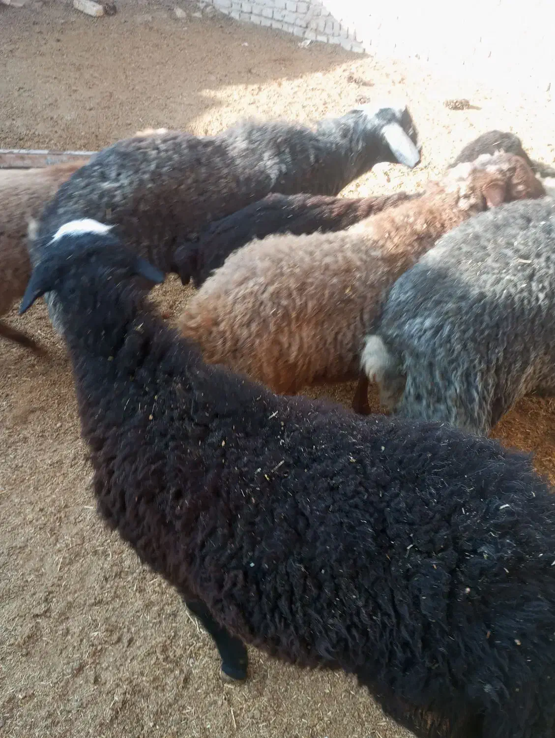 بره فروشی|حیوانات مزرعه|فرمهین, |دیوار