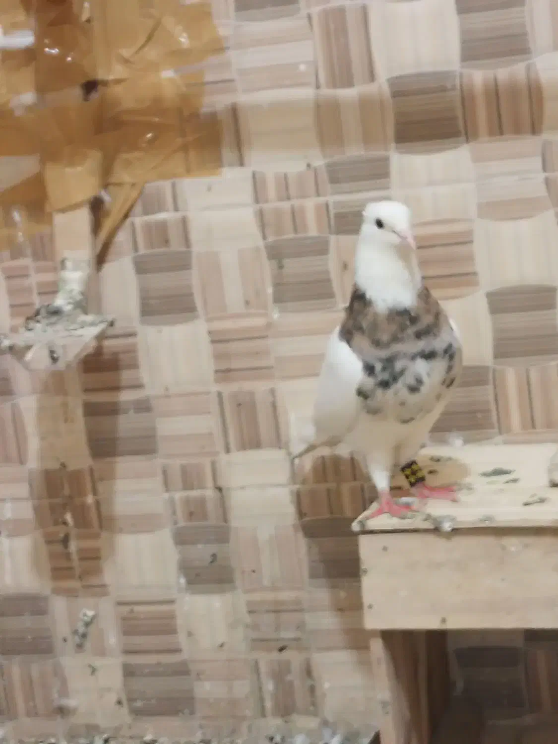 کبوتر|پرنده|دورود, |دیوار