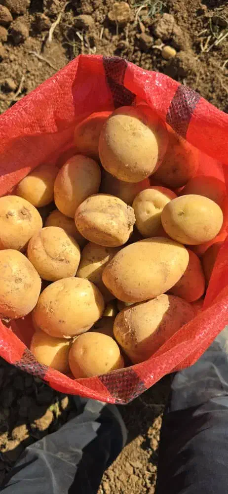 فروش سیب زمینی تناژ بالا با بهترین کیفیت|عمده‌فروشی|شیراز, تلخ داش|دیوار