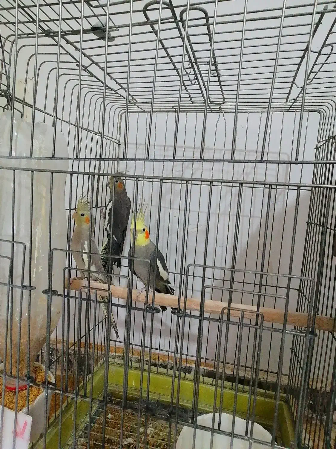 عروس هلندی با جوجه|پرنده|رفسنجان, |دیوار