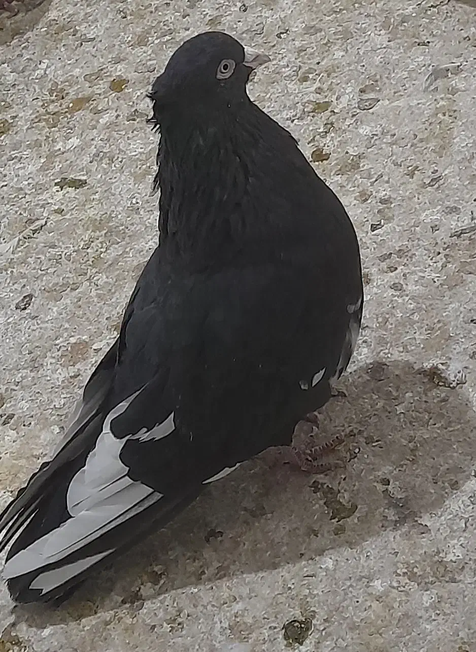 کبوتر فروشی رنگه|پرنده|شیروان (خراسان), |دیوار