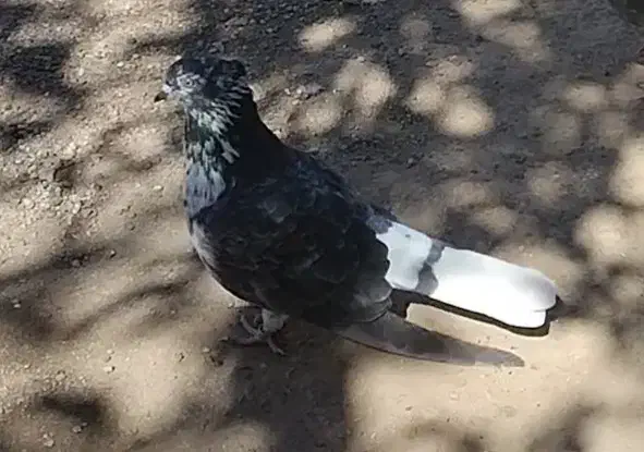 گمشده|پرنده|سرعین, |دیوار