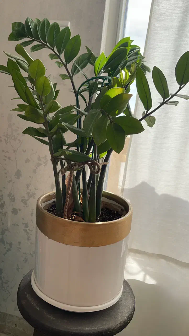 گل زاموفیلیا با گلدون|گل و گیاه طبیعی|دماوند, گیلاوند|دیوار