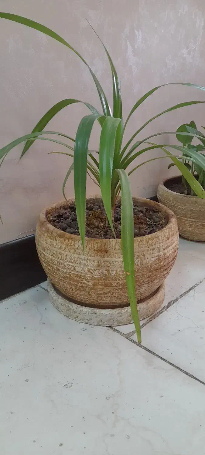 تعدادی گل آپارتمانی|گل و گیاه طبیعی|بروجرد, |دیوار