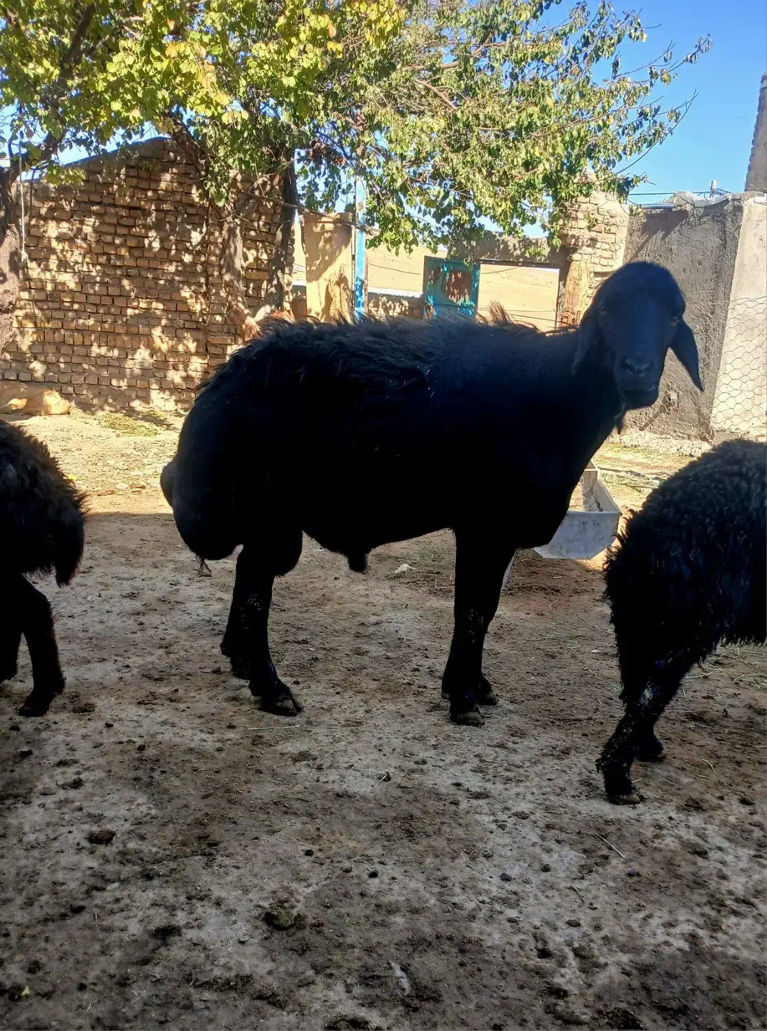 قوچ چهار ساله|حیوانات مزرعه|نظر کهریزی, |دیوار