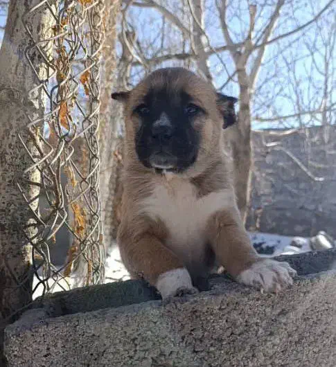 تو له سگ سرابی اصیل|سگ|مشهد, هفده شهریور|دیوار