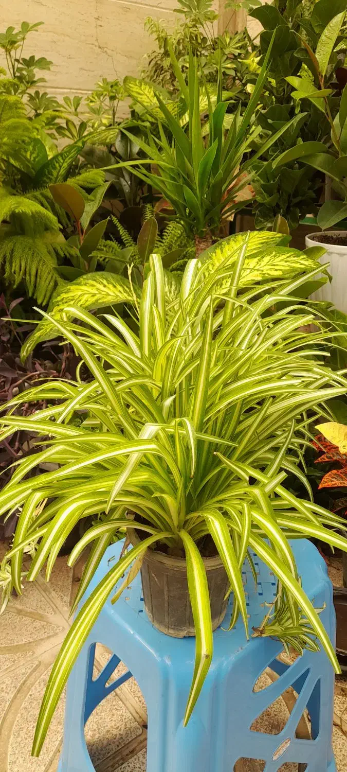 گل آپارتمانی کند.می پر برکت وتصفیه هوا|گل و گیاه طبیعی|تبریز, |دیوار