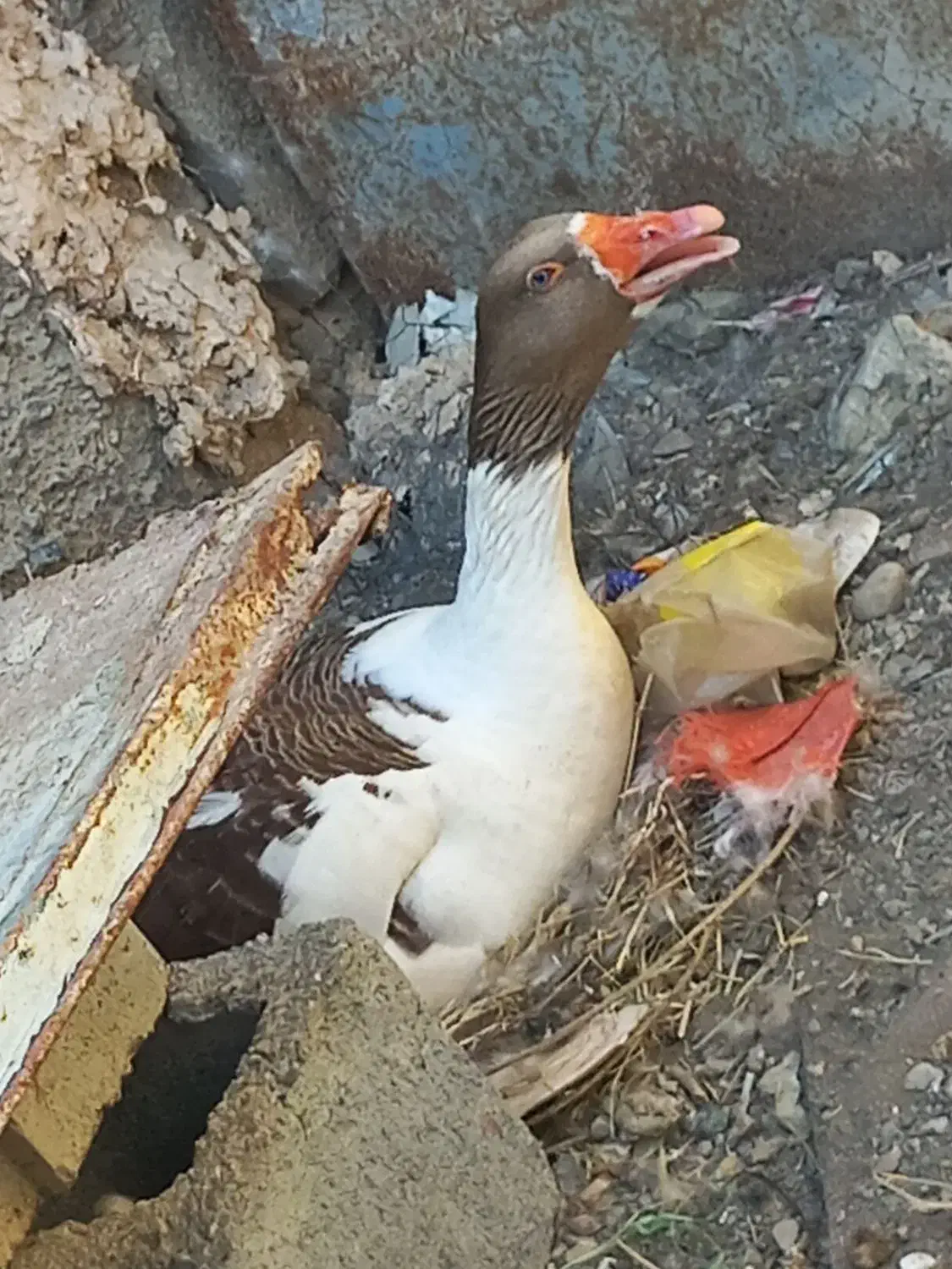 غاز( رودان|حیوانات مزرعه|رودان, |دیوار