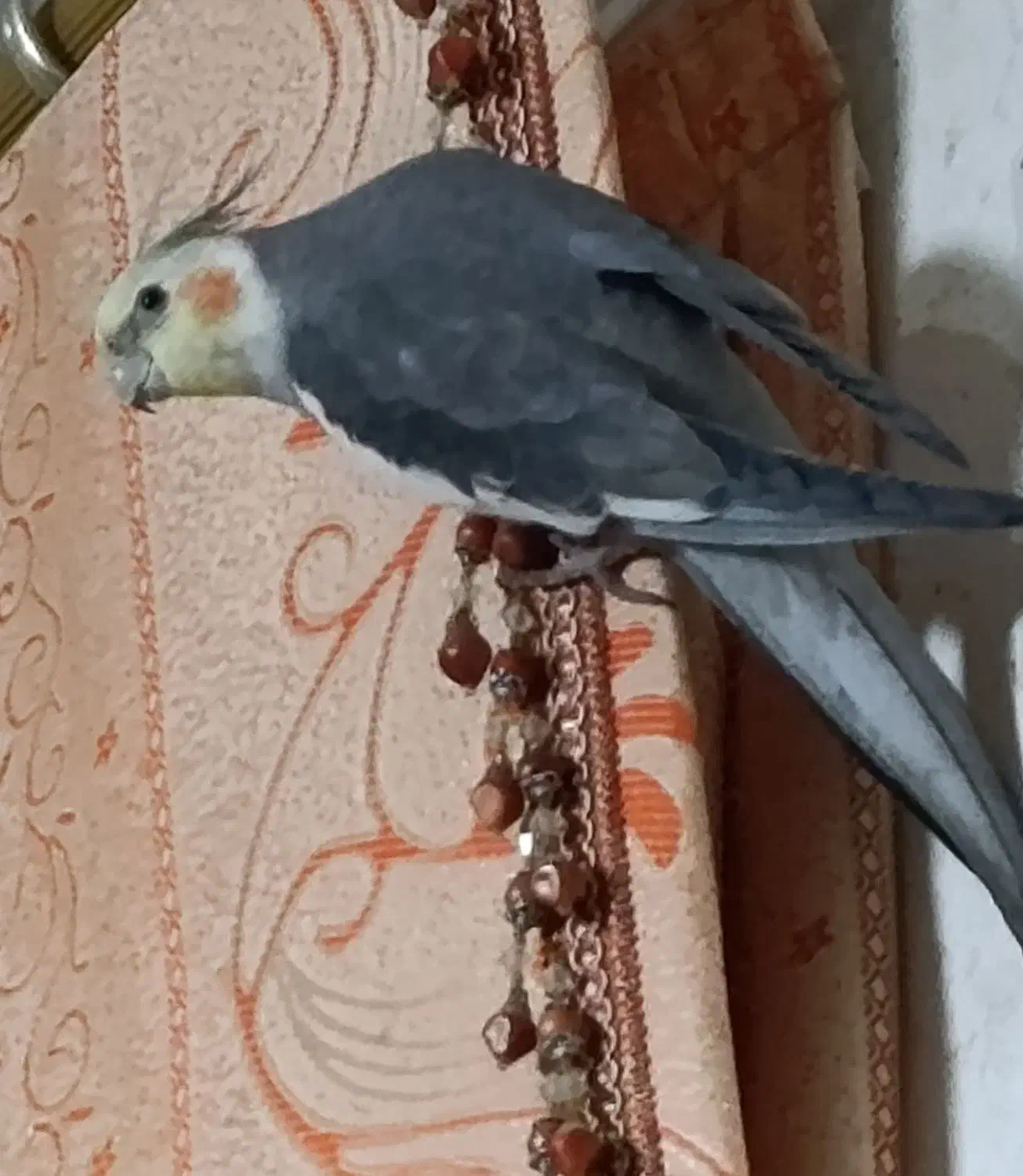 عروس هلندی|پرنده|برازجان, |دیوار