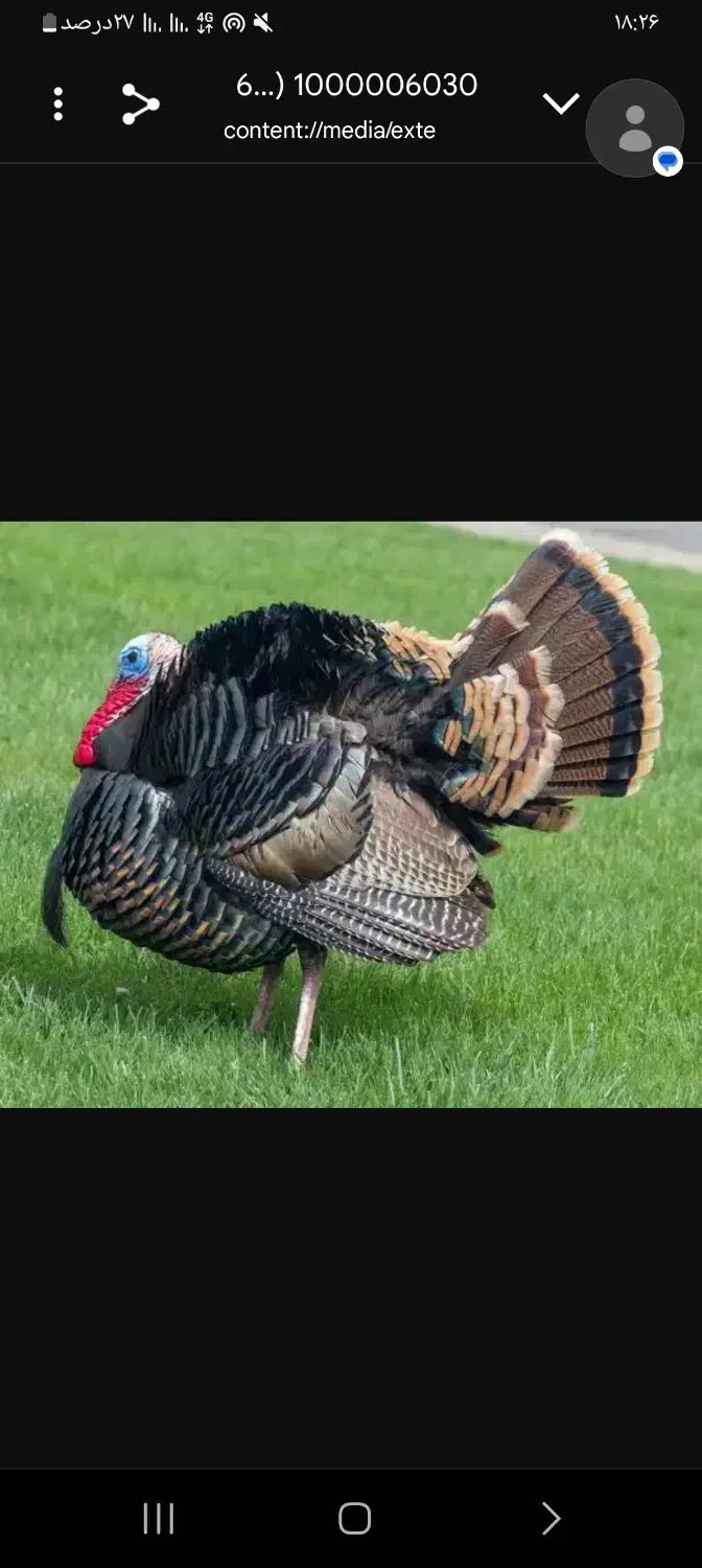 حیوانات مزرعه|حیوانات مزرعه|گنبد کاووس, |دیوار