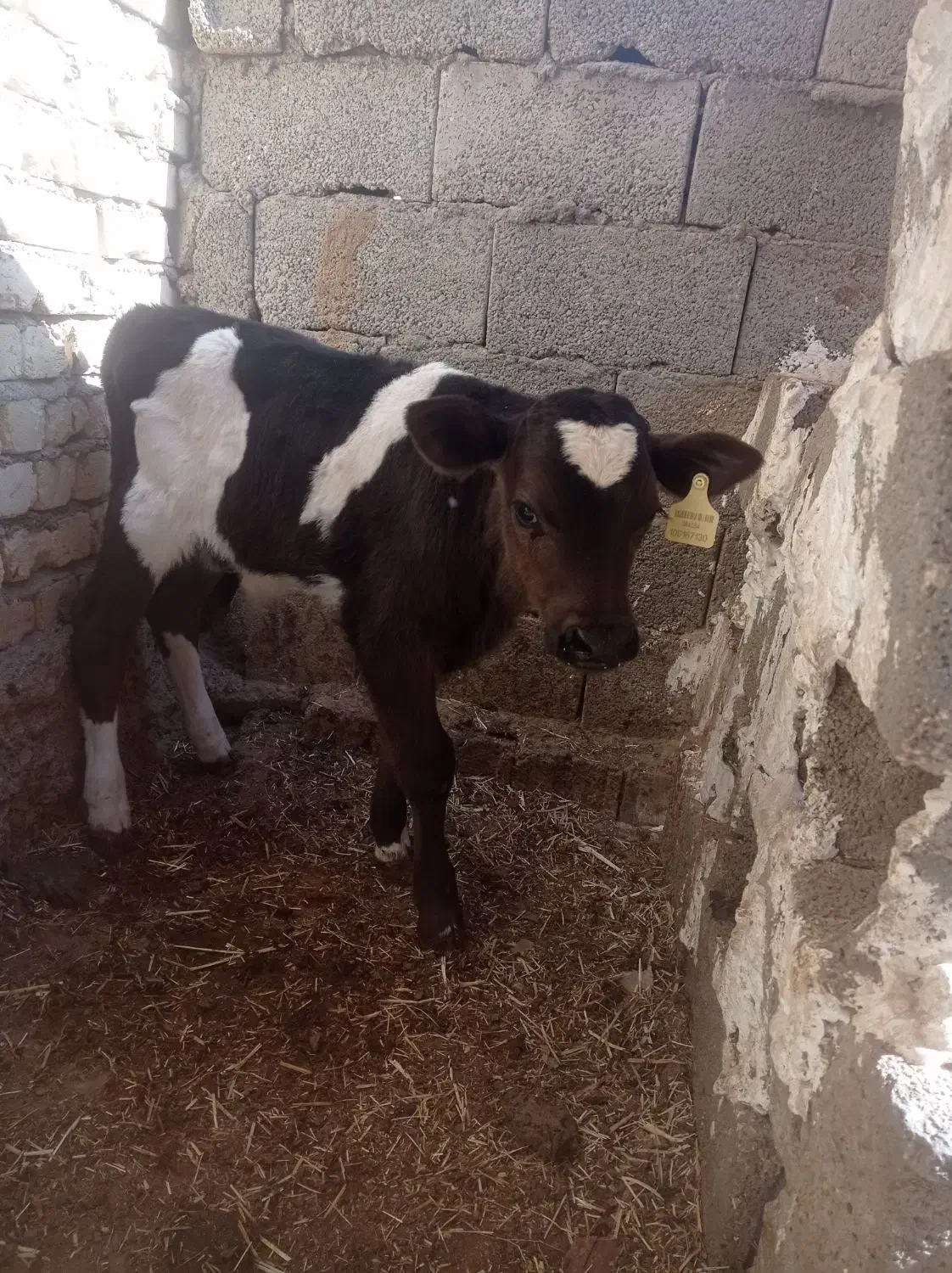 گوساله نر شیری ۲۵روزه|حیوانات مزرعه|خمینی‌شهر, |دیوار
