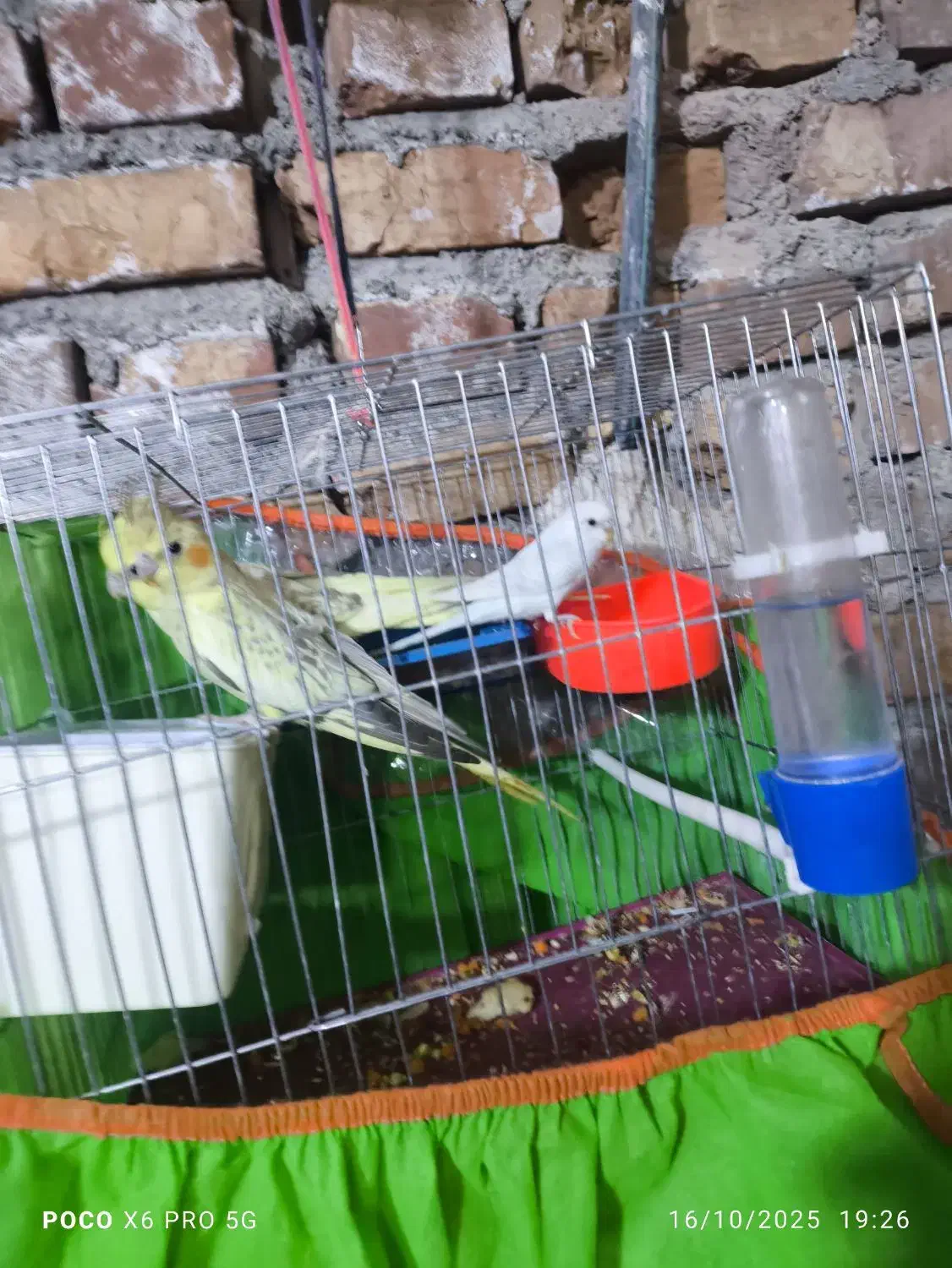 عروس هلندی|پرنده|زاهدان, |دیوار