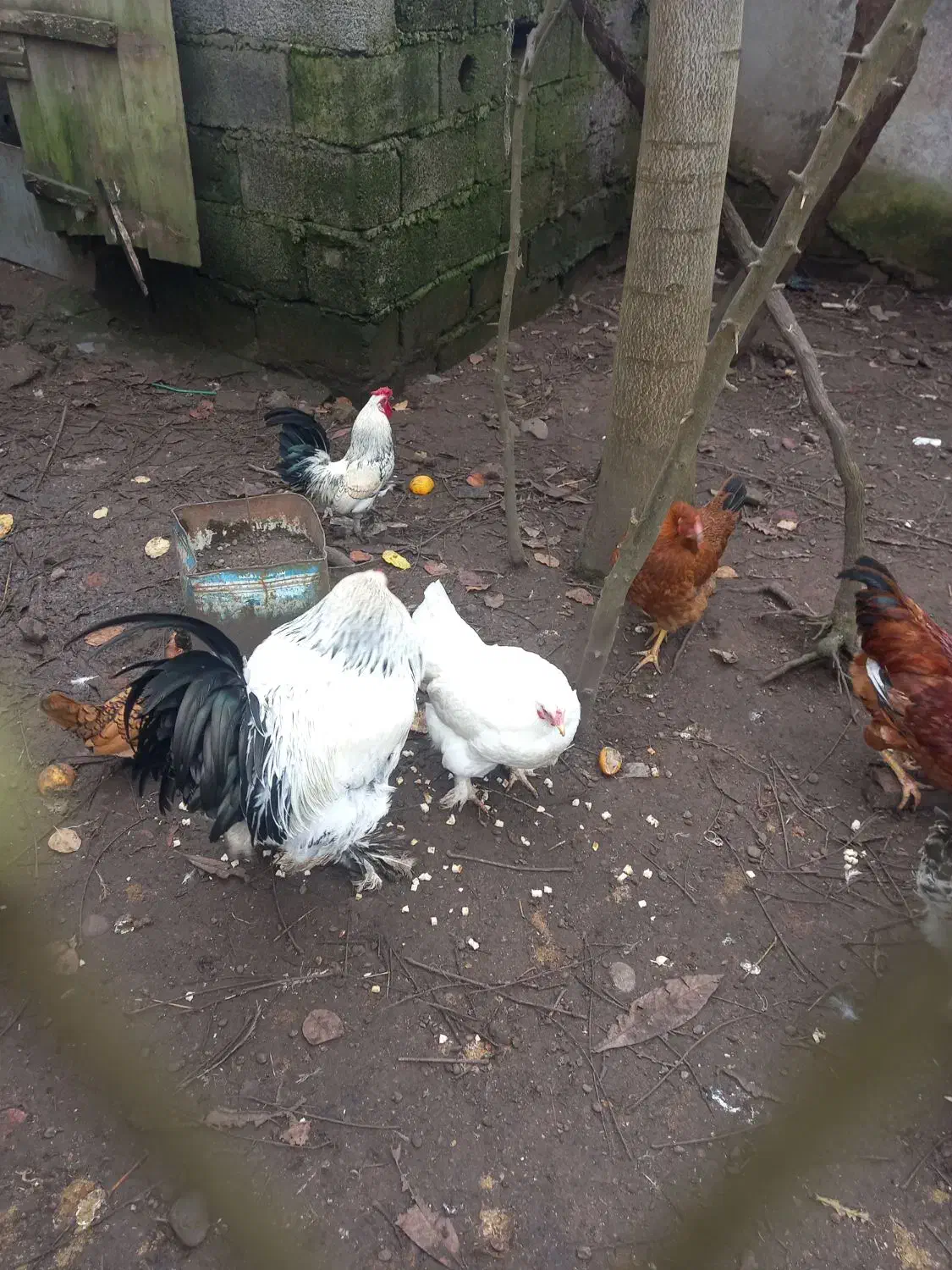 مرغ خروس امپراطور|حیوانات مزرعه|خشکبیجار, |دیوار