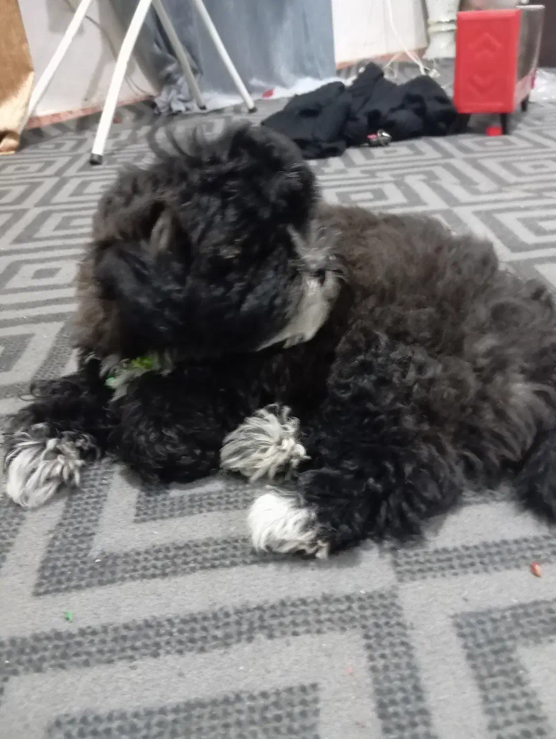 سگ شتیزوقیمت3تومن|سگ|آبادان, |دیوار