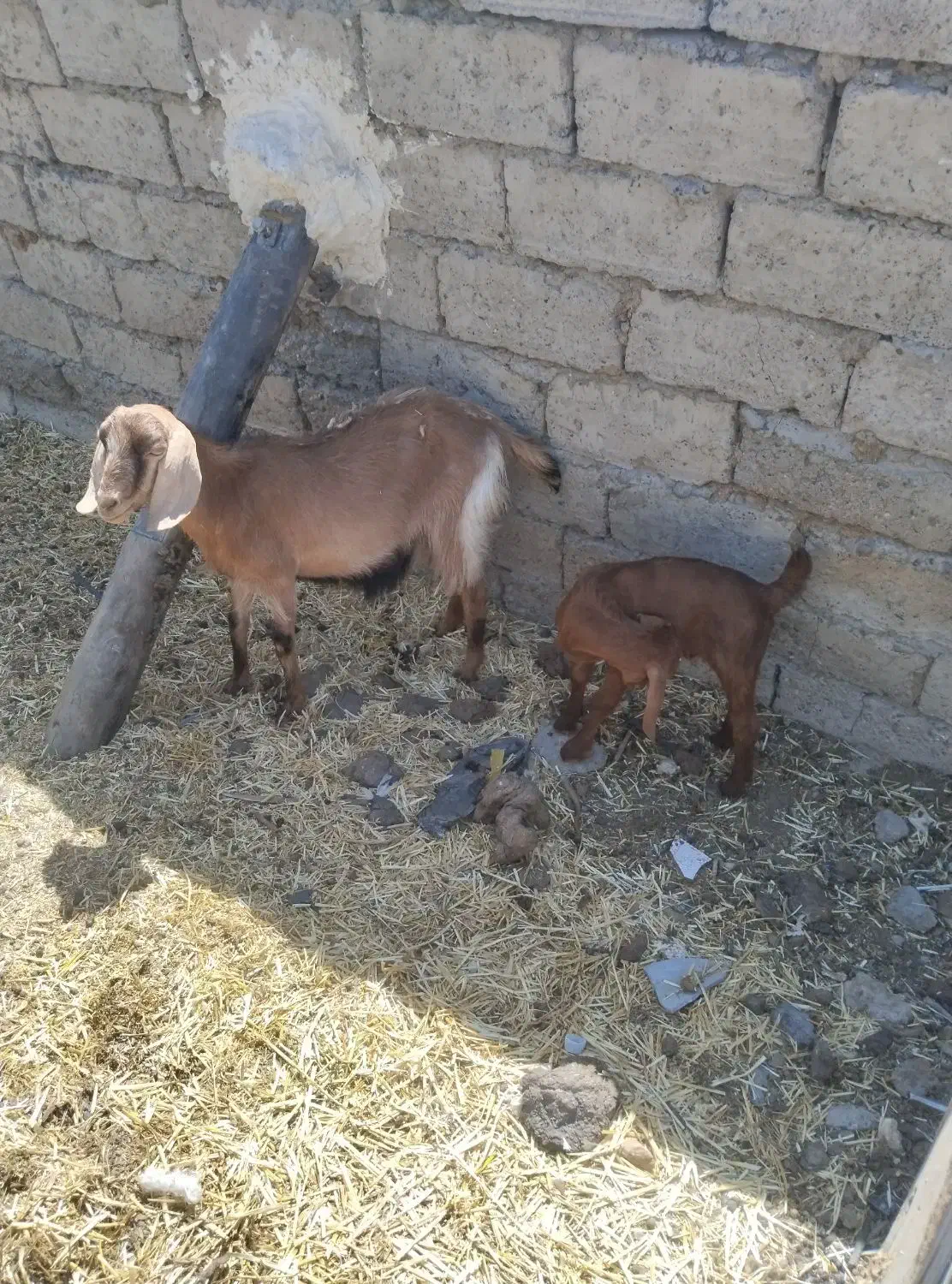 بز‌.|حیوانات مزرعه|زهک, |دیوار