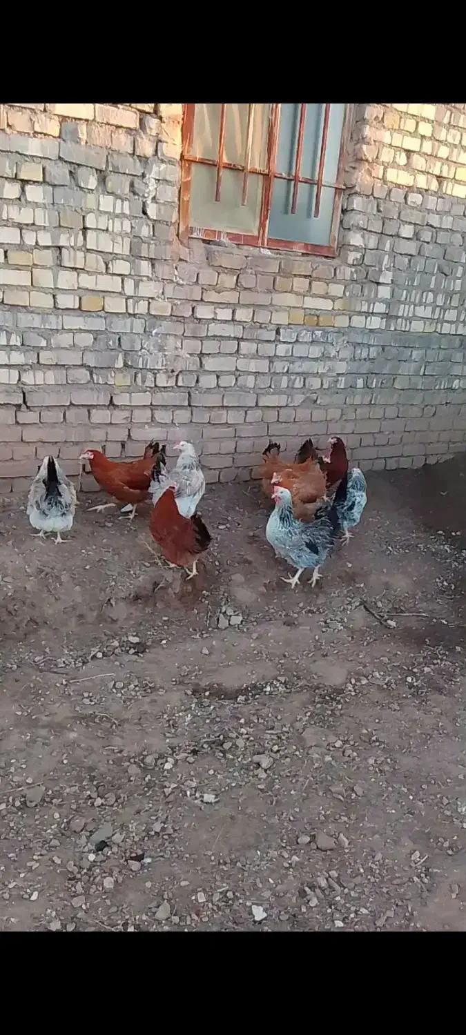 فروش مرغ تخمگذار و یک سگ ژرمن|حیوانات مزرعه|دلیجان, |دیوار