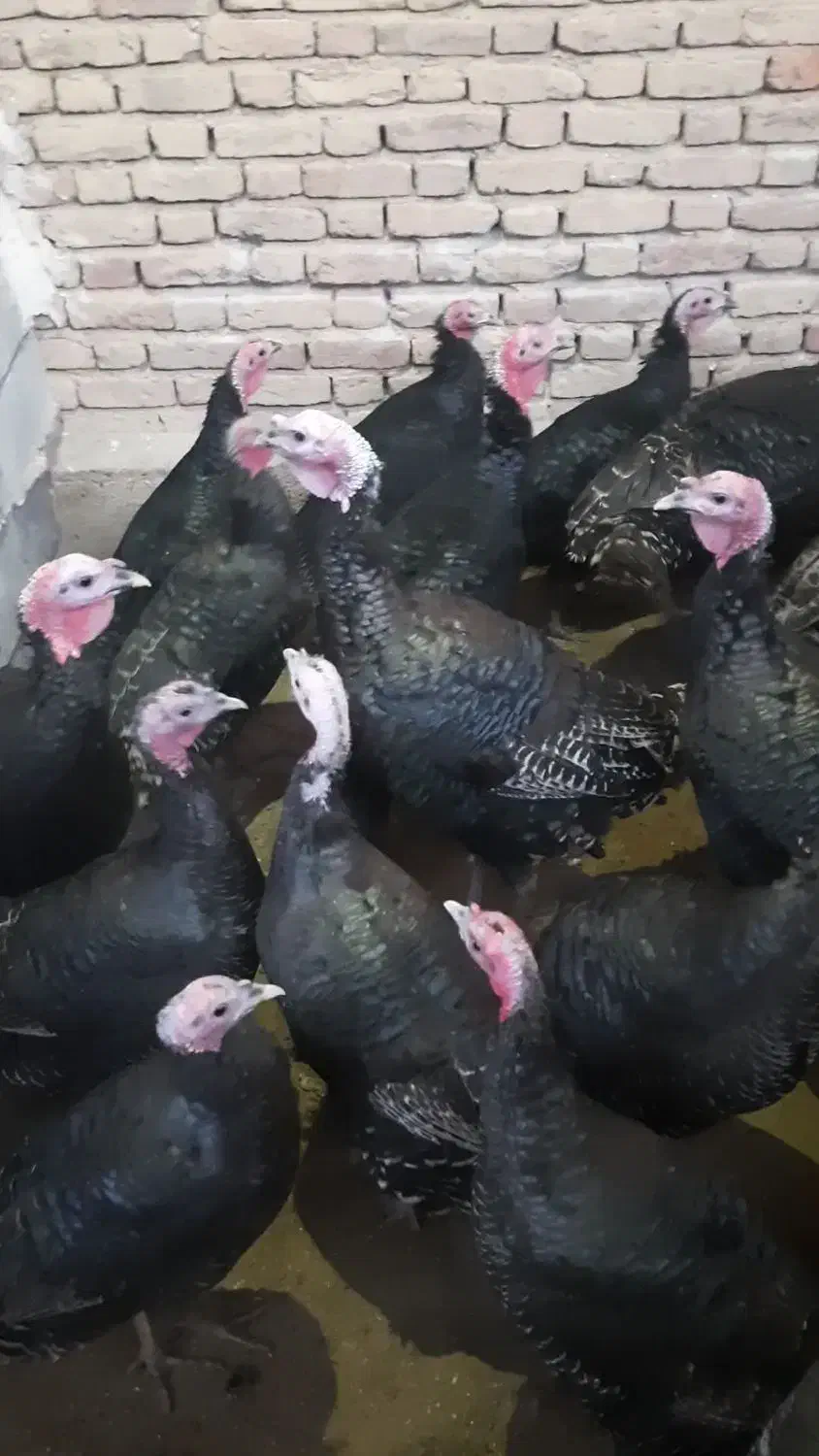 بوقلمون|حیوانات مزرعه|مهاباد (آذربایجان غربی), |دیوار