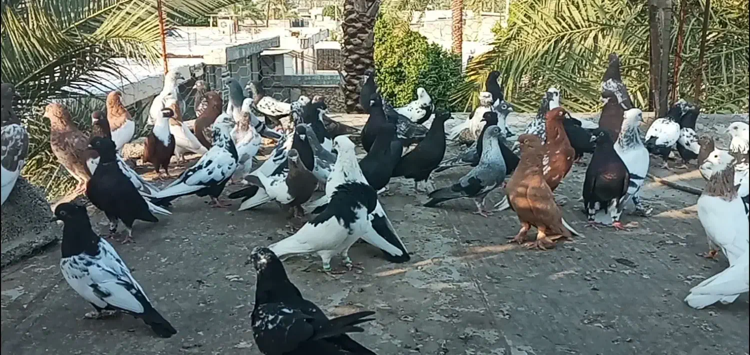 بهبهانی و شهری نرو ماده|پرنده|شیراز, بازار|دیوار